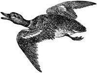 AMB166F.JPG