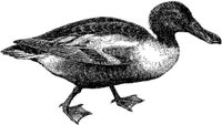 AMB166E.JPG