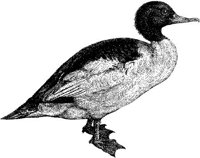 AMB166D.JPG