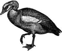 AMB166C.JPG