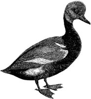 AMB166A.JPG