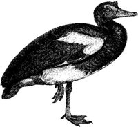 AMB164E.JPG