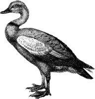 AMB164C.JPG