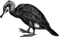 AMB129E.JPG