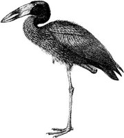 AMB128D.JPG