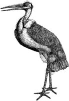 AMB128C.JPG