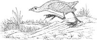 ABA015A.JPG
