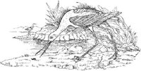 ABA001A.JPG