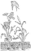 FLM071C.JPG