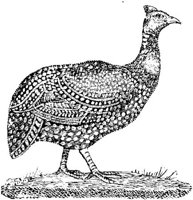 EAC022U.JPG