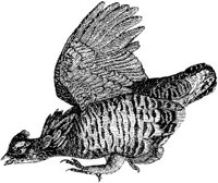 AMB159E.JPG