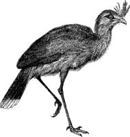 AMB155G.JPG