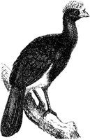 AMB155E.JPG