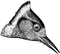 AMB146F.JPG