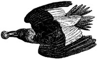 AMB146E.JPG