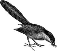 AMB143E.JPG