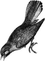 AMB143B.JPG