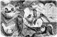 AMB142B.JPG