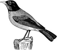 AMB141D.JPG