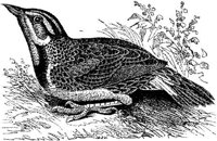 AMB141C.JPG