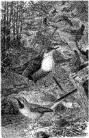AMB139A.JPG