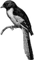 AMB138B.JPG