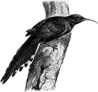 AMB136A.JPG