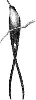 AMB134E.JPG