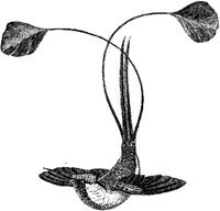 AMB133A.JPG