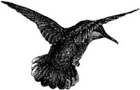 AMB132C.JPG