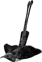 AMB120B.JPG