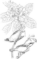 ABA042A.JPG
