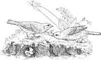 ABA034A.JPG