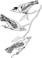 ABA017A.JPG