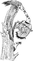ABA014A.JPG