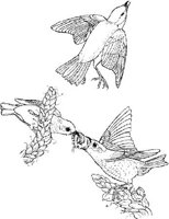 ABA003A.JPG