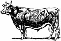 Lac010g.JPG