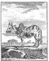 Ani162a.JPG