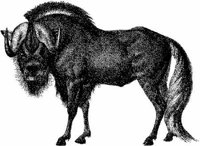 Amb068a.JPG