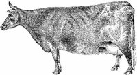 Amb067h.JPG