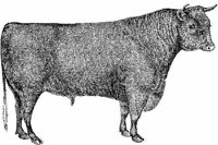 Amb067g.JPG