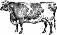 Amb067f.JPG