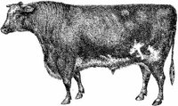 Amb067d.JPG
