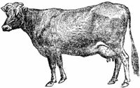 Amb067c.JPG