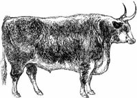 Amb067a.JPG