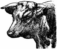 Amb066f.JPG