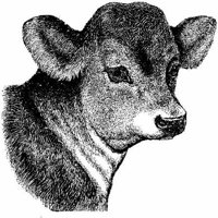 Amb066e.JPG