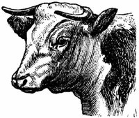 Amb066c.JPG