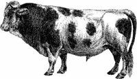 Amb066b.JPG
