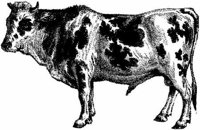 Amb066a.JPG